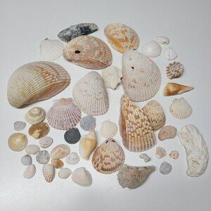 Seashell Nautical Decor Lot Mixed Sizes Half Clam Pieces‎ Broken Parts Crafting